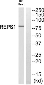 REPS1 rabbit pAb Antibody