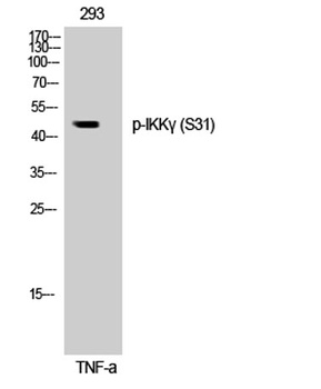IKKγ (phospho Ser31) rabbit pAb Antibody