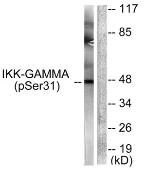 IKKγ (phospho Ser31) rabbit pAb Antibody