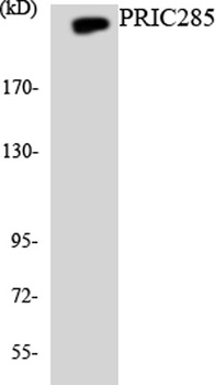 PRIC285 rabbit pAb Antibody