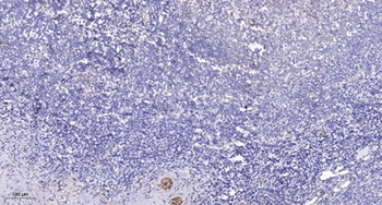 PRIC285 rabbit pAb Antibody