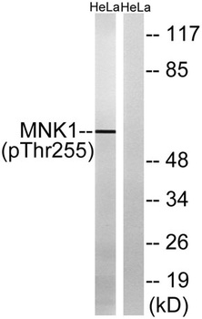 Mnk1 (phospho Thr255) rabbit pAb Antibody