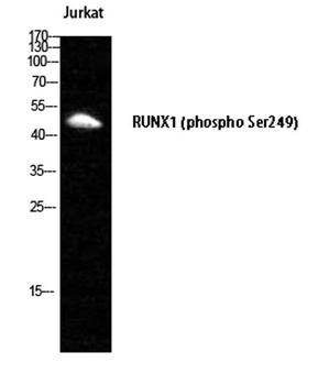 RUNX1 (phospho Ser249) rabbit pAb Antibody