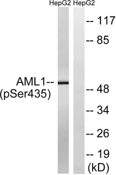 RUNX1 (phospho Ser435) rabbit pAb Antibody