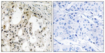 eIF3ζ rabbit pAb Antibody