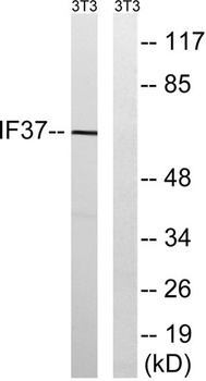 eIF3ζ rabbit pAb Antibody