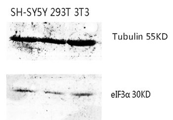eIF3α rabbit pAb Antibody