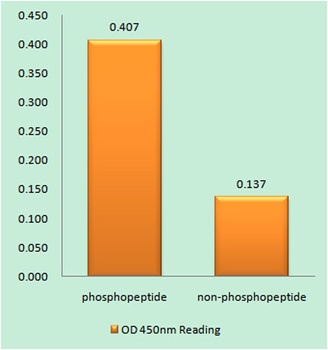 Cbl (phospho Tyr700) rabbit pAb Antibody