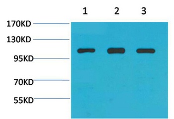Actinin-α1 rabbit pAb