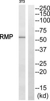 RMP rabbit pAb Antibody