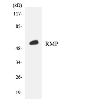 RMP rabbit pAb Antibody