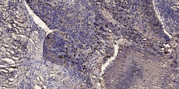 CD164 rabbit pAb Antibody