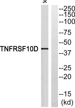 CD264 rabbit pAb Antibody
