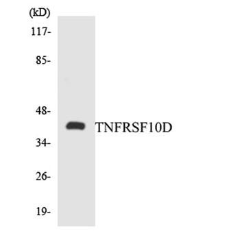 CD264 rabbit pAb Antibody