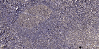 GGH rabbit pAb Antibody