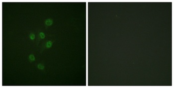HDAC3 (phospho Ser424) rabbit pAb Antibody