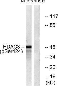 HDAC3 (phospho Ser424) rabbit pAb Antibody