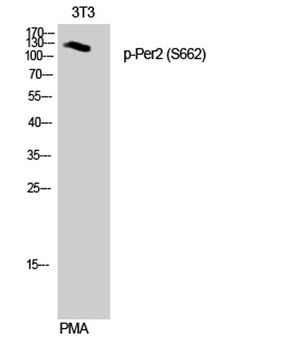 Per2 (phospho Ser662) rabbit pAb Antibody