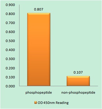 Per2 (phospho Ser662) rabbit pAb Antibody
