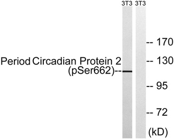 Per2 (phospho Ser662) rabbit pAb Antibody