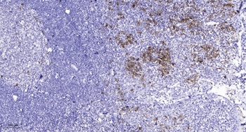 PIXβ rabbit pAb Antibody
