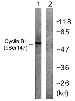 Cyclin B1 (phospho Ser147) rabbit pAb Antibody