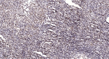 Neuron Navigator 2 rabbit pAb Antibody