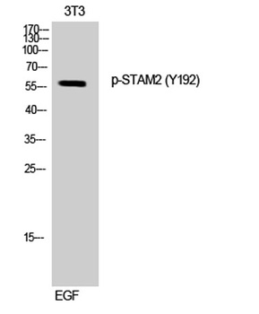 STAM2 (phospho Tyr192) rabbit pAb Antibody