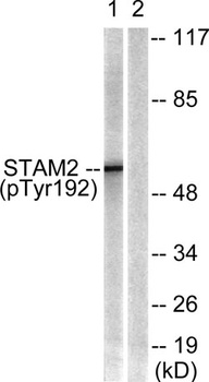 STAM2 (phospho Tyr192) rabbit pAb Antibody