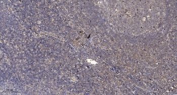 STAM2 (phospho Tyr192) rabbit pAb Antibody