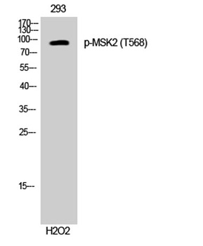 MSK2 (phospho Thr568) rabbit pAb Antibody