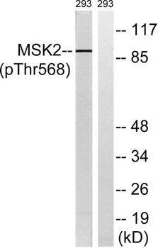 MSK2 (phospho Thr568) rabbit pAb Antibody