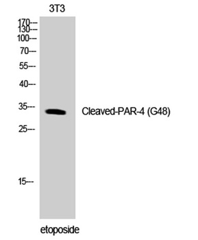 Cleaved-PAR-4 (G48) rabbit pAb Antibody