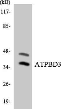 ATPBD3 rabbit pAb Antibody