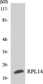 Ribosomal Protein L14 rabbit pAb Antibody