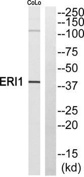 ERI1 rabbit pAb Antibody