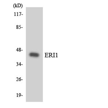 ERI1 rabbit pAb Antibody