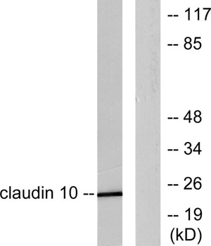 Claudin-10 rabbit pAb Antibody