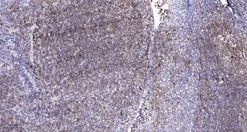Claudin-10 rabbit pAb Antibody