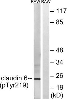 Claudin-6 (phospho Tyr219) rabbit pAb Antibody