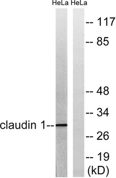 Claudin-1 rabbit pAb Antibody