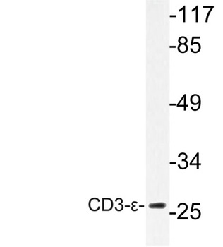 CD3-ε rabbit pAb Antibody