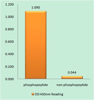 Nek9 (phospho Thr210) rabbit pAb Antibody