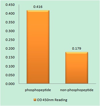 CD3 ζ (phospho Tyr142) rabbit pAb Antibody
