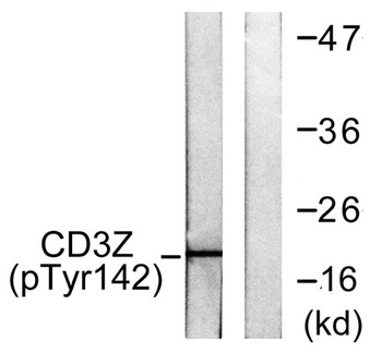 CD3 ζ (phospho Tyr142) rabbit pAb Antibody