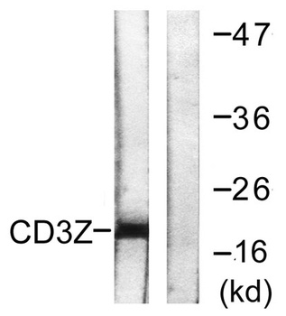 CD3 ζ rabbit pAb Antibody