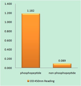 CD4 (phospho Ser433) rabbit pAb