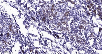 Rab 11B rabbit pAb Antibody