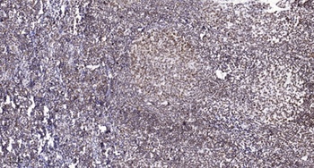 MSK1 (phospho Thr581) rabbit pAb Antibody