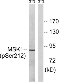 MSK1 (phospho Ser212) rabbit pAb Antibody